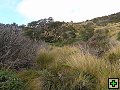 thn_Ruahine - Sunrise Hut 052.jpg